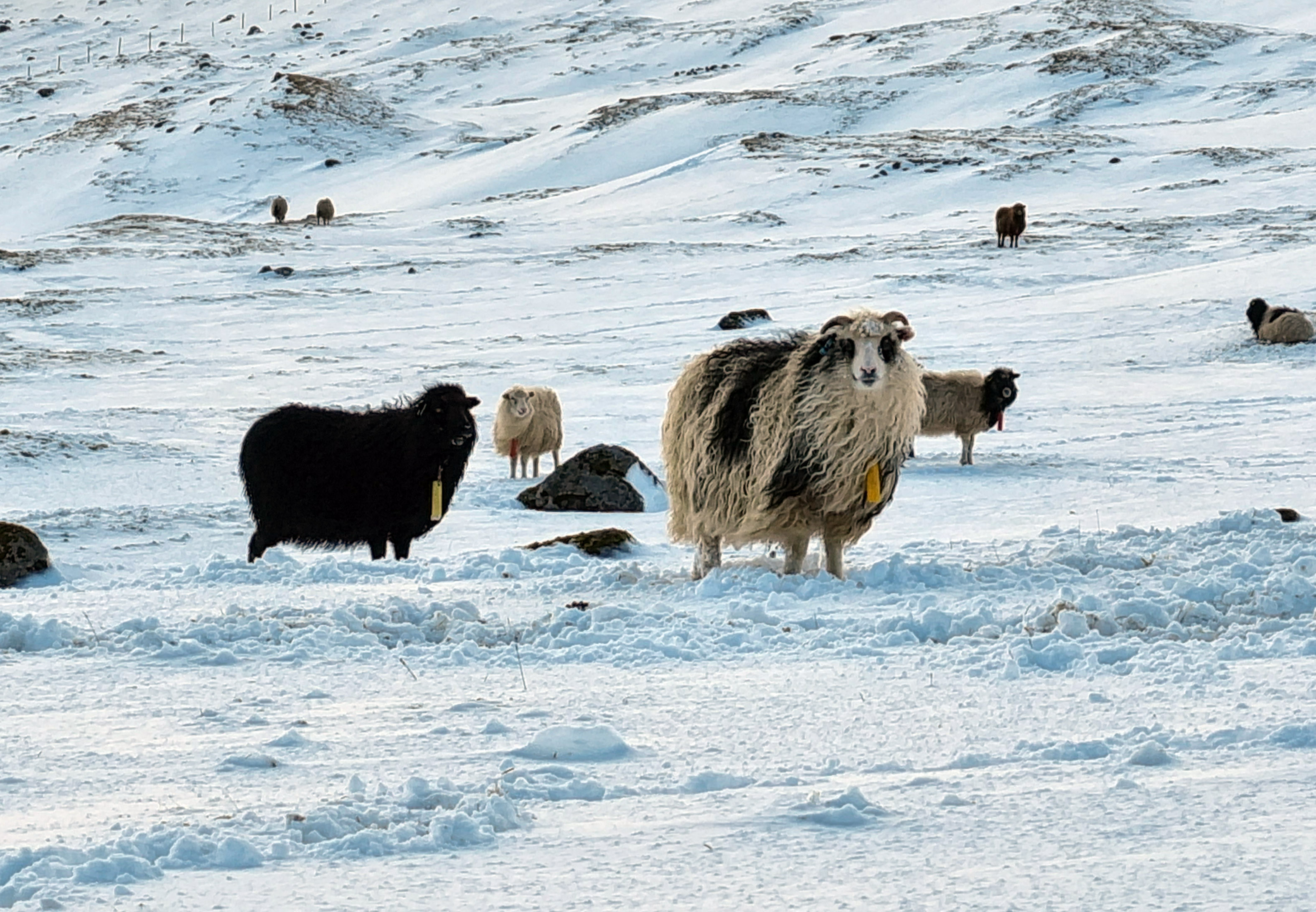 Sheep with long fur outside, snow on the ground. 
