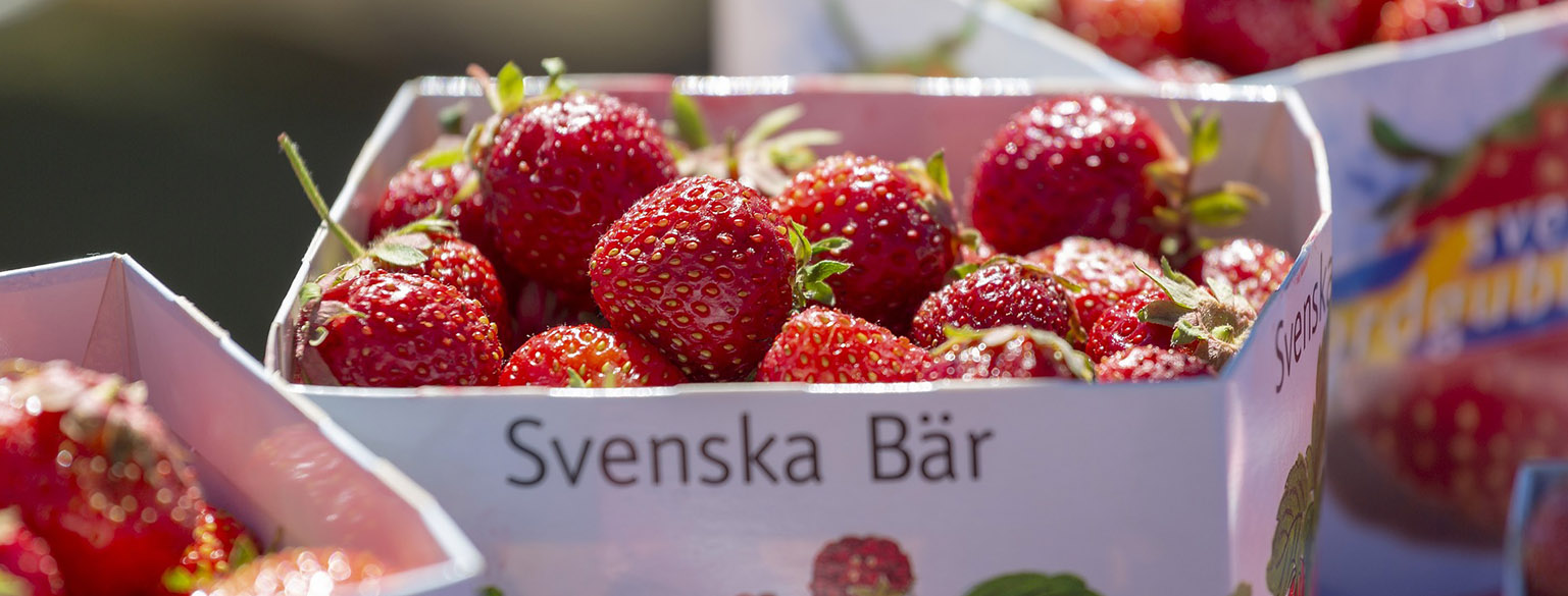 Plockade jordgubbar i en pappersask.