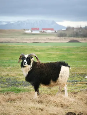 Black and white sheep standing outside. 