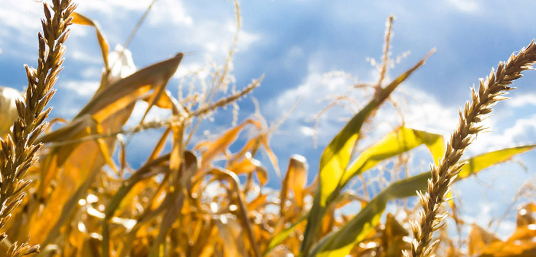 Field of dried cereals, blue sky in the background. 