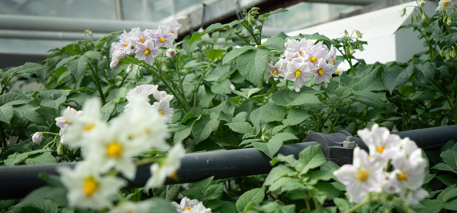 Flowering potato plants in a greenhouse. 