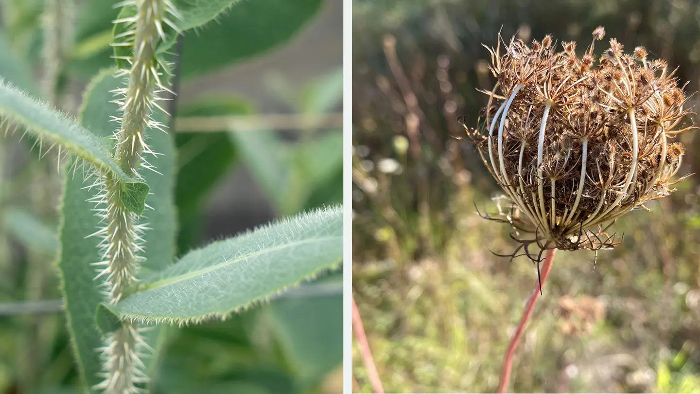 Kollage av bilder föreställandes en taggig grön växt med stora blad samt en torkad frökapsel på en växt i naturen.