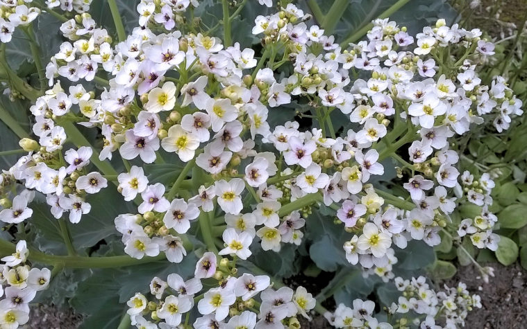 A plant with many small white flowers. 