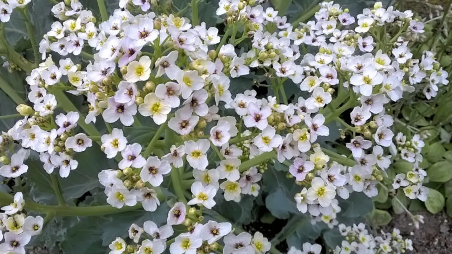 A plant with many small white flowers.