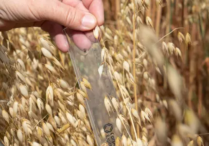 Four PPP Projects Recently Granted – Enabling Progress in Spring Wheat, Oats, Potatoes and Berries