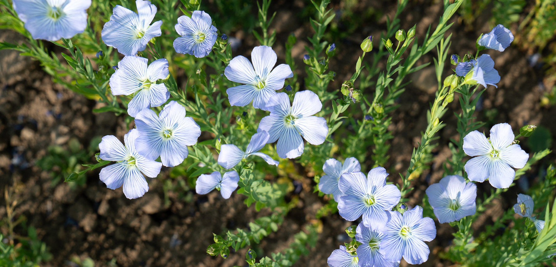 Close-up of blue, growing flowers. 