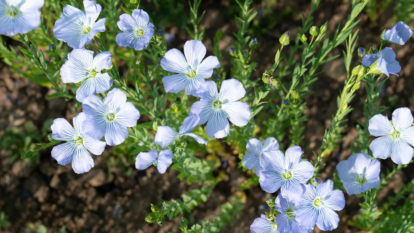 Närbild av blå, växande blommor.