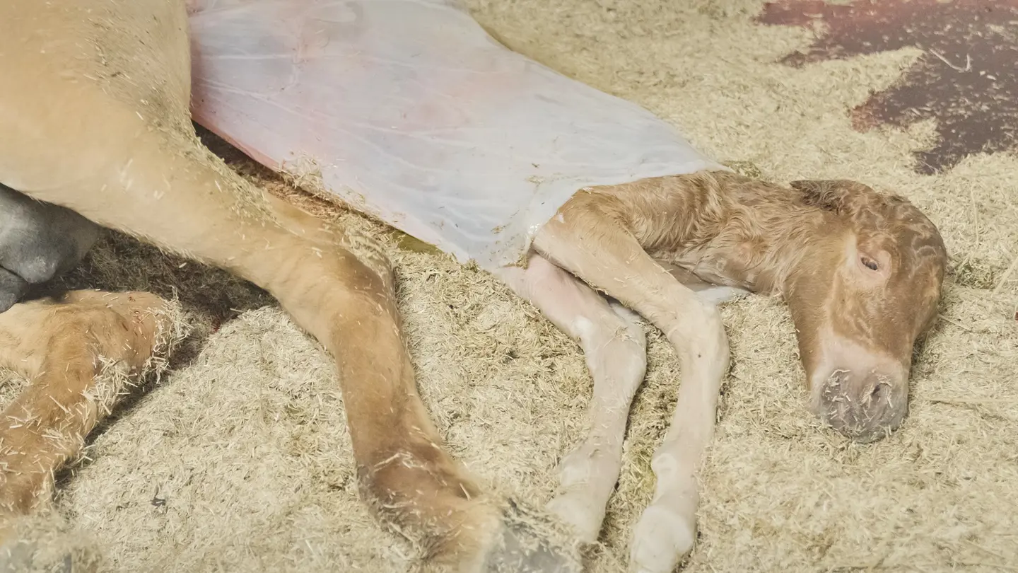 Newborn foal lying on the ground.