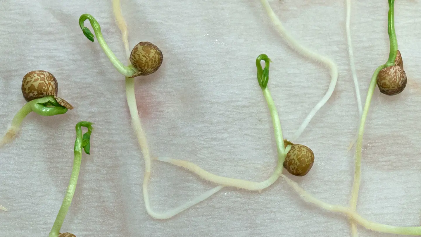 Peas with green sprouts on white paper.