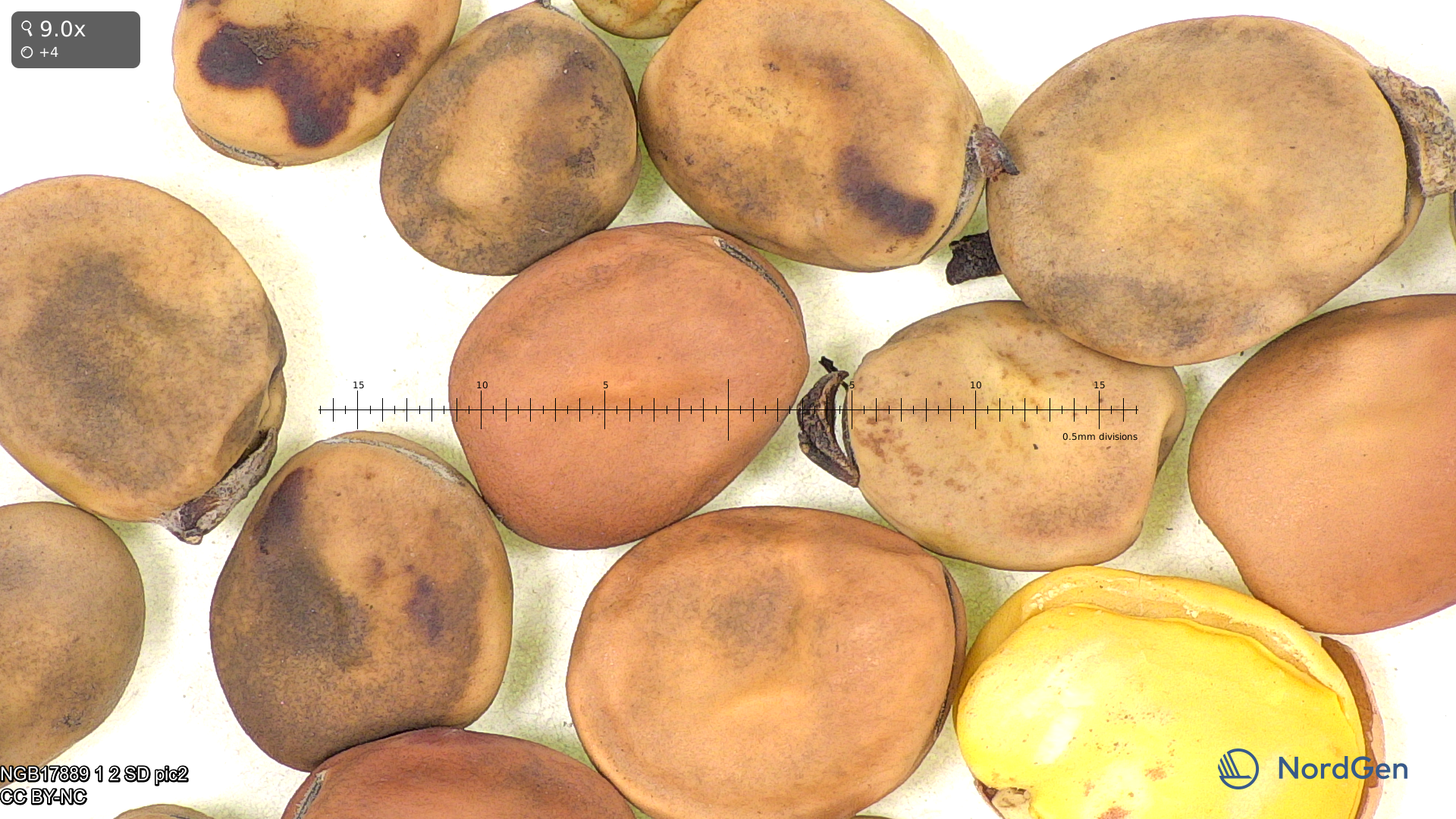 Image-based phenotyping of faba bean genetic resources for water deficit responses under controlled conditions