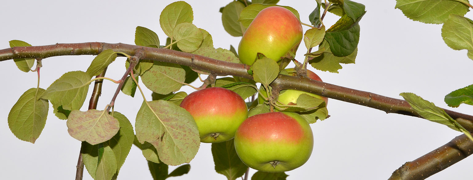 Almost red apples hanging from a tree branch. 