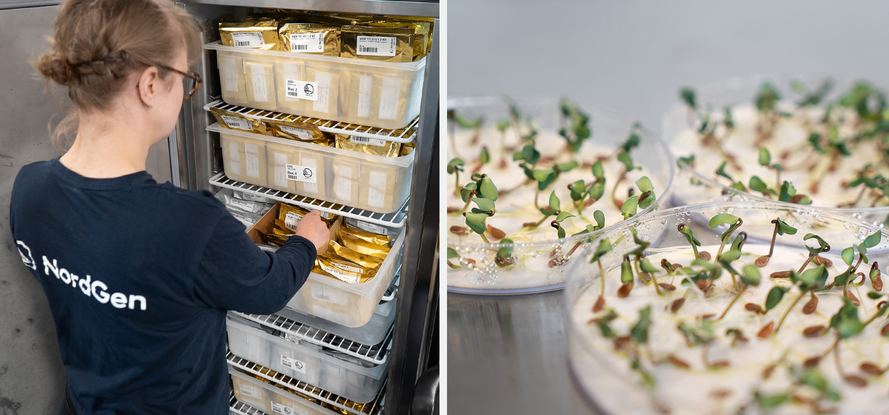 Collage showing a person standing infront of a freezer filled with small bags and germinating seeds.