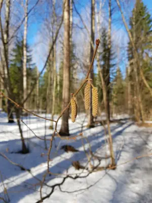 A tree bransch in the forest, snow on the ground.