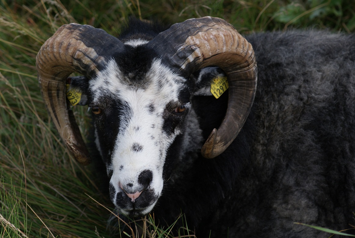 Svartvitt får med horn.