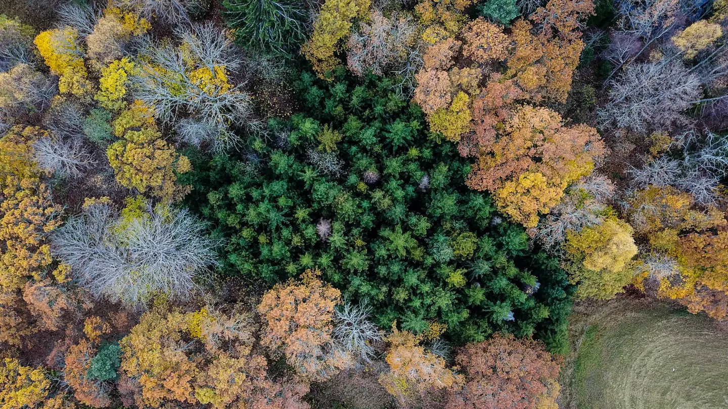 Broadleaf and spruce forest seen from above.