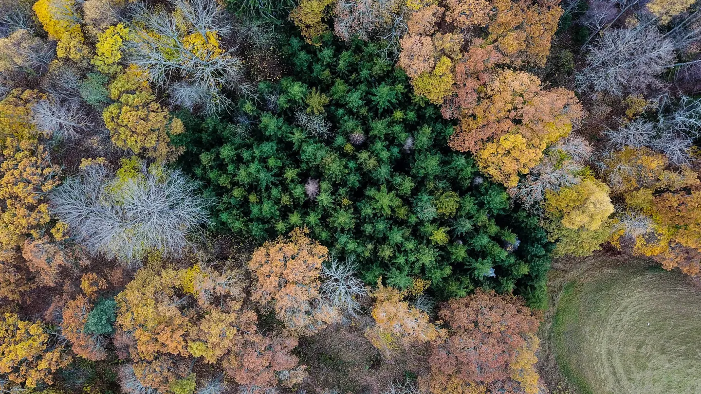 Broadleaf and spruce forest seen from above.