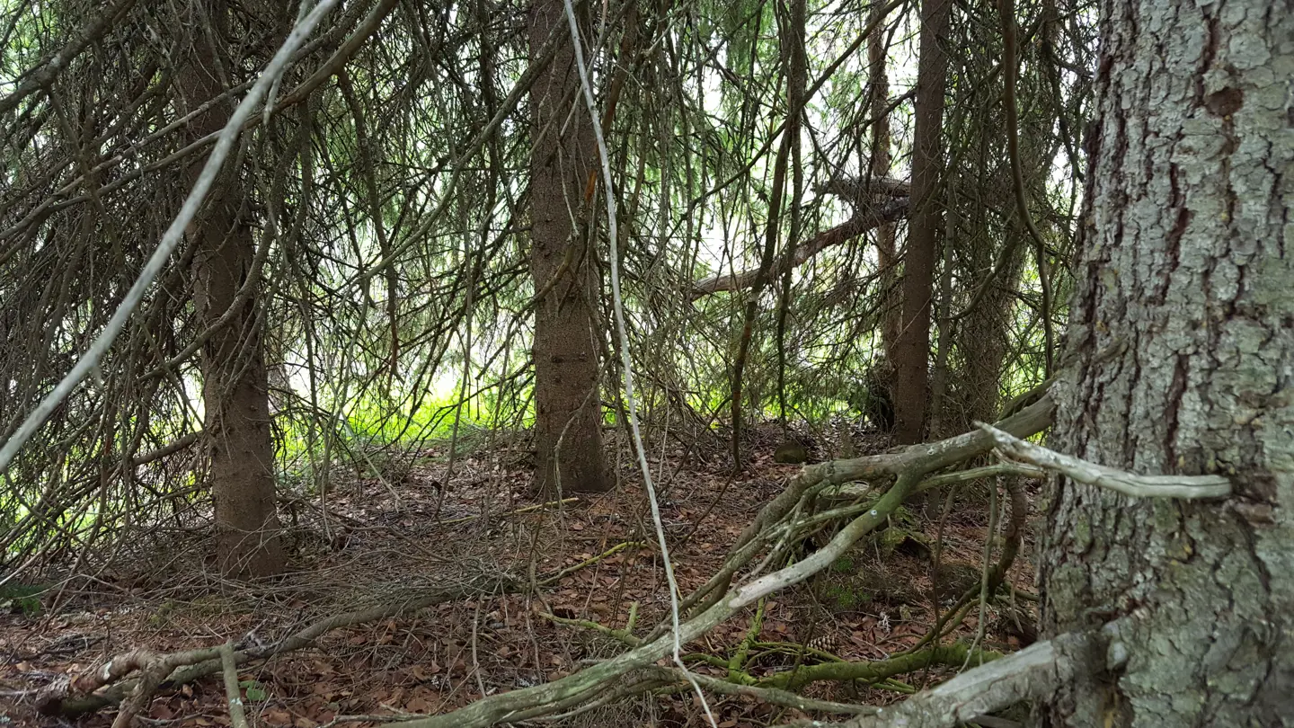 Old spruce trees.