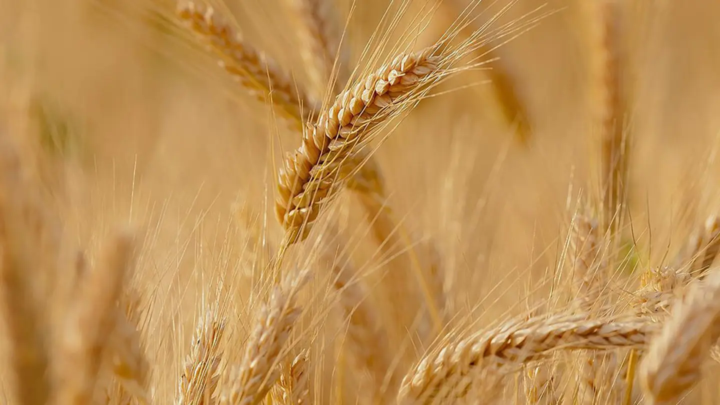 Panicle of wheat.
