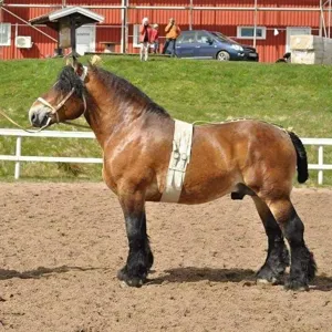 Brown stallion standing outside. 