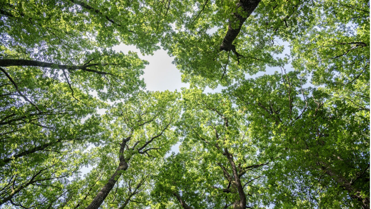 Broad leaf forest and blue sky in the background.