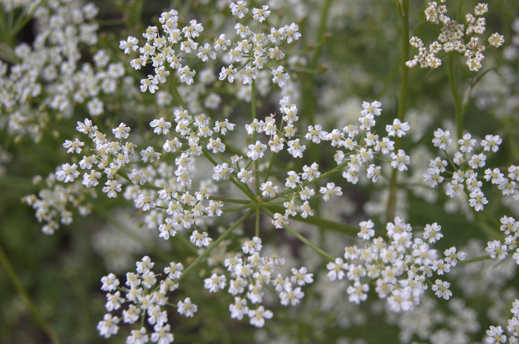 An east–west distribution of genetic diversity in Nordic populations of caraway (Carum carvi L.) and its consequences for conservation prioritisation