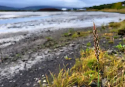 Vilda växtarters betydelse för livsmedelssäkerheten i fokus under workshop – åtgärder krävs för att bevara vilda kulturväxtsläktingar