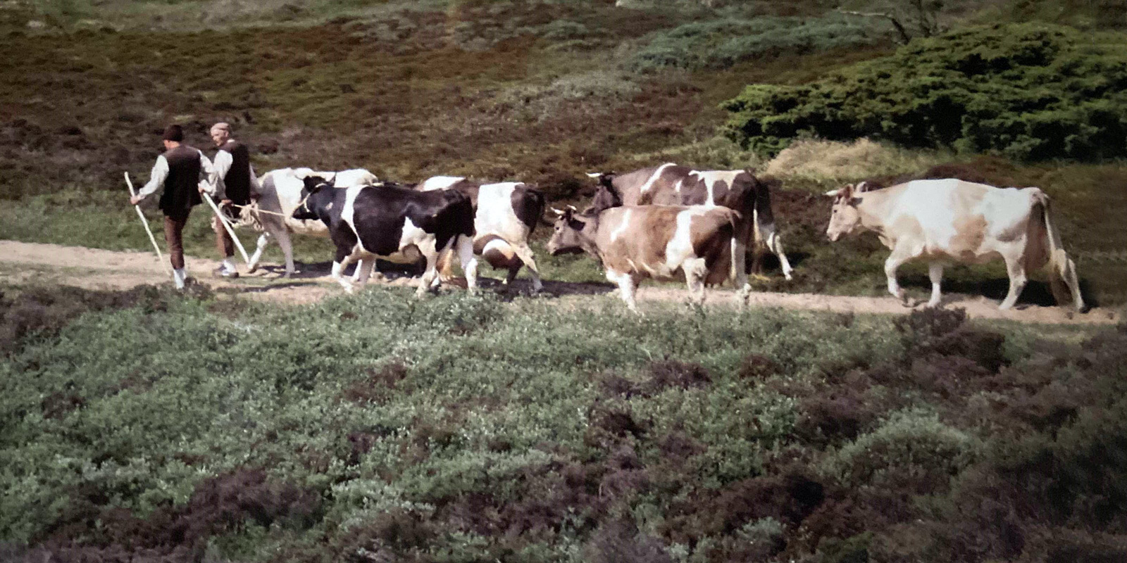 Jutland Cattle - NordGen, image size:1920x600