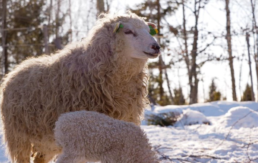 Får och lamm i vinterlandskap.