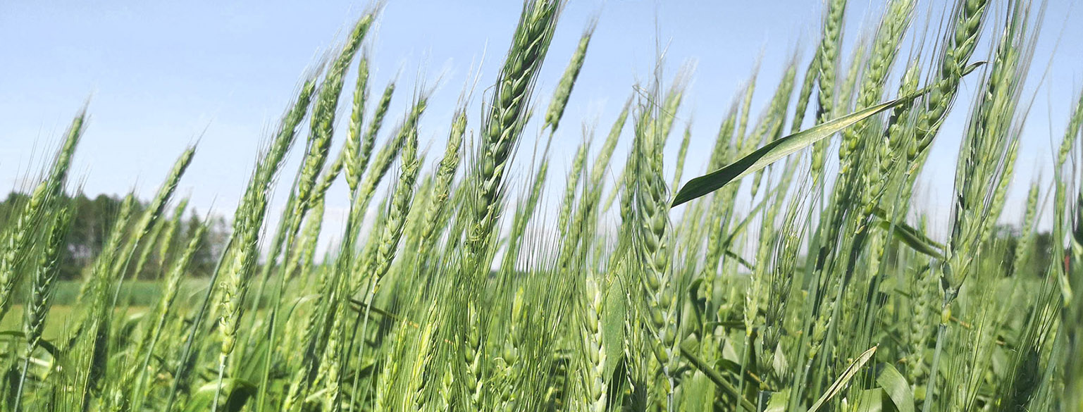 A field of green wheat plants