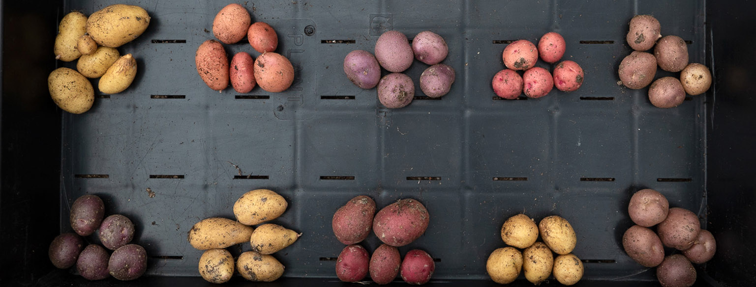 Several different varieties of potatoes with different colors. 