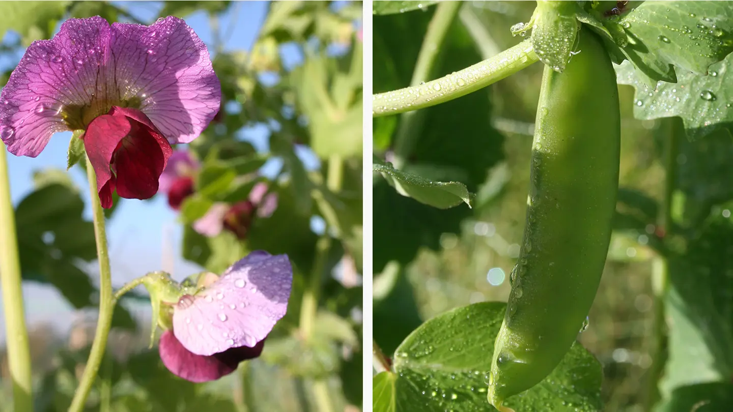 Kollage som visar en blommande växt samt en ärtskida.