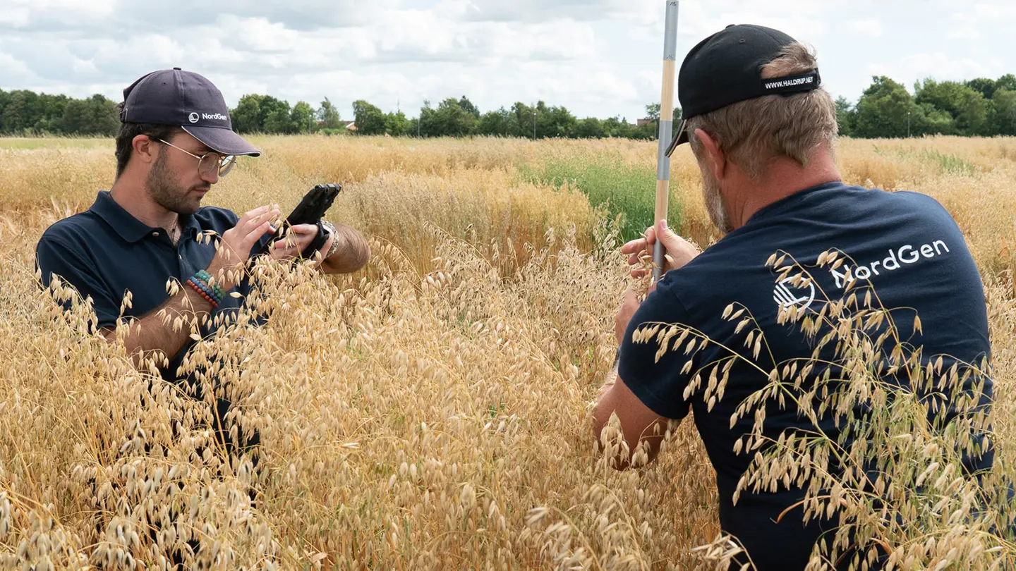 Two men are standing in an oat field, measuring the plants.