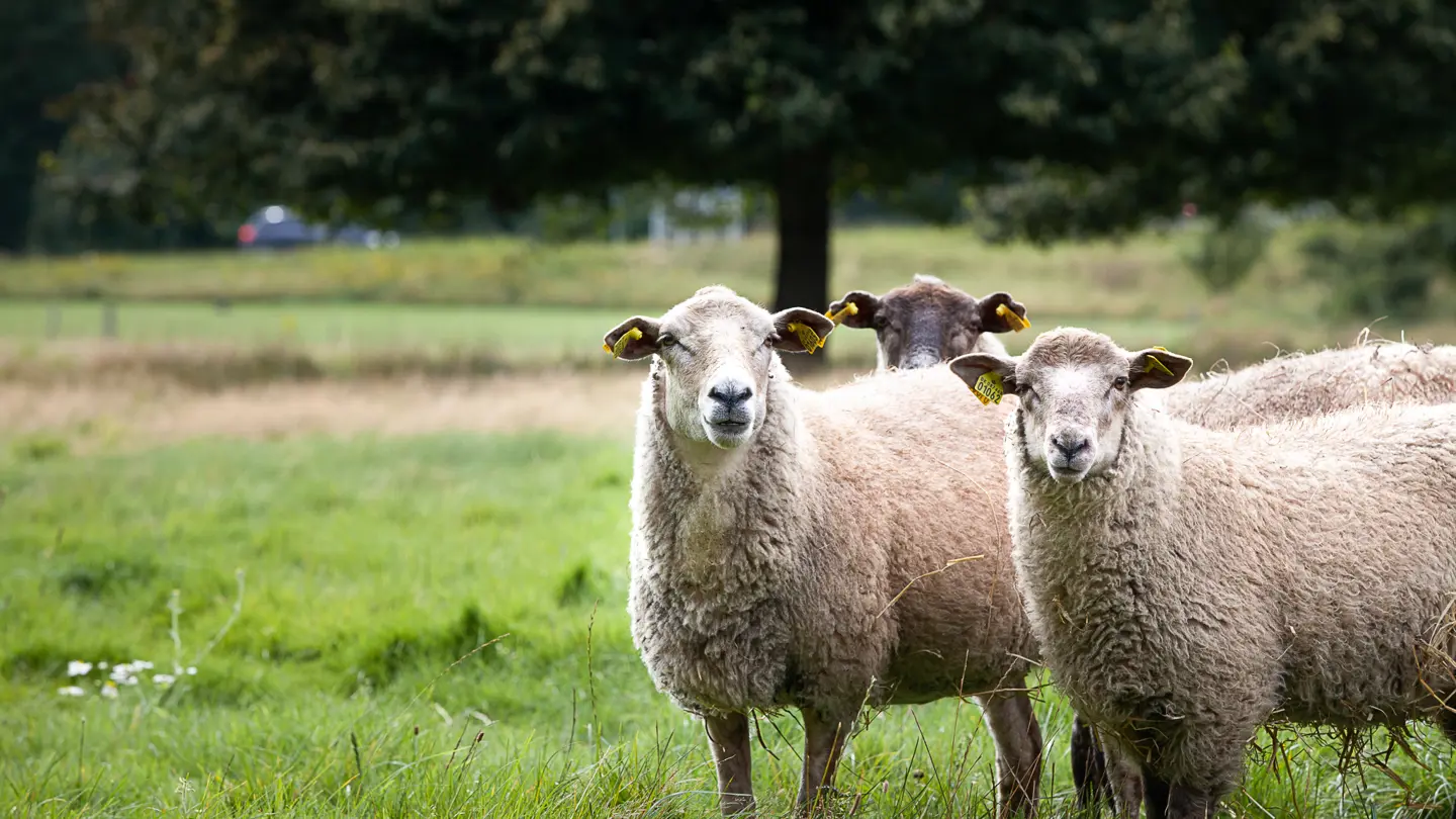 Två vita får som tittar in i kameran med en grön äng i bakgrunden.