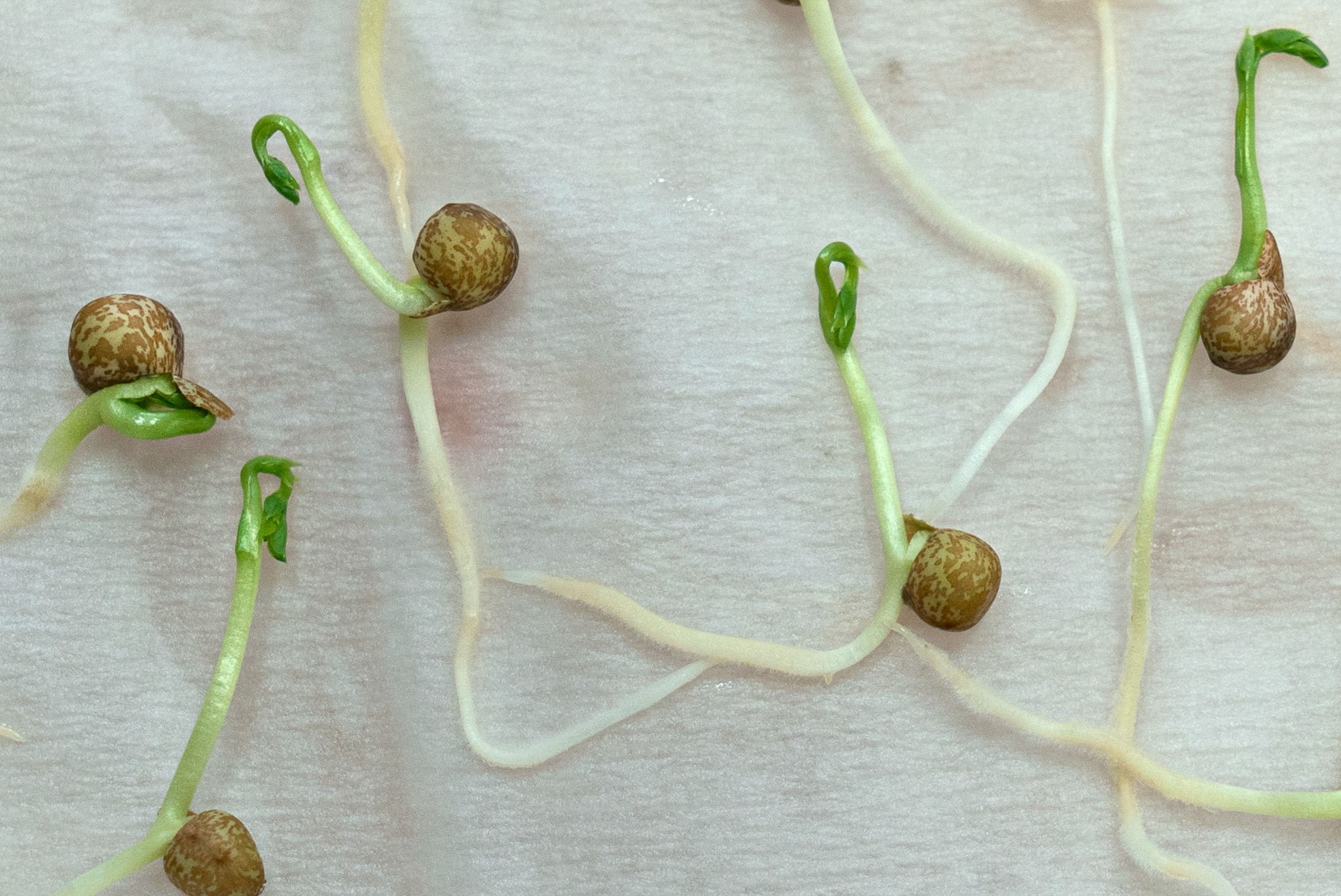 Mapping pea seed composition through strategic selection of accessions from the Nordic gene bank