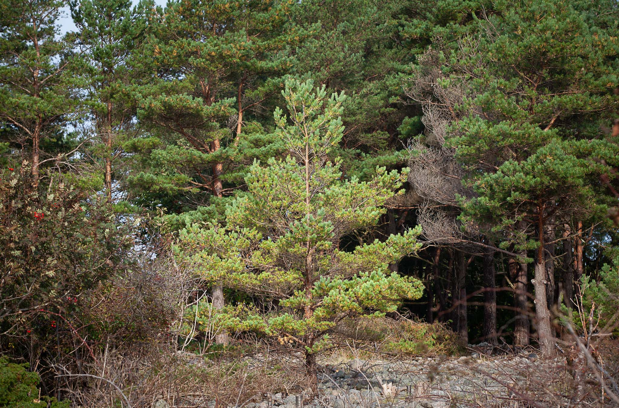 NordGen's forest conference
