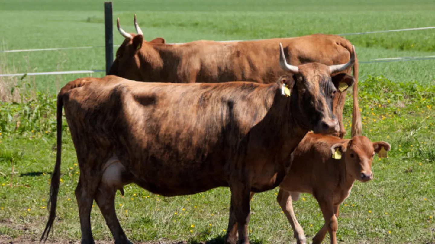 Två kor och en kviga.