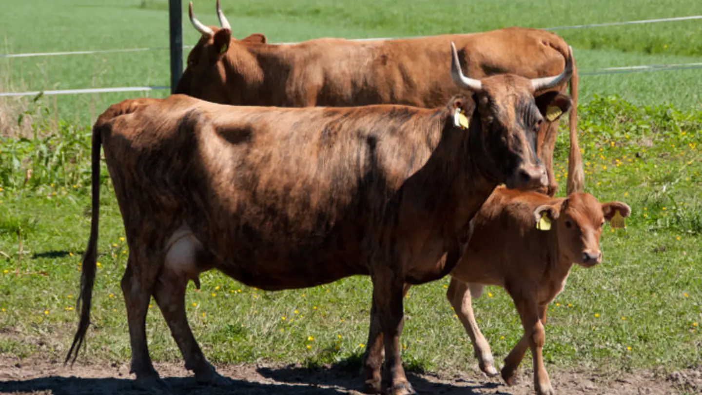 Two cows and a calf.