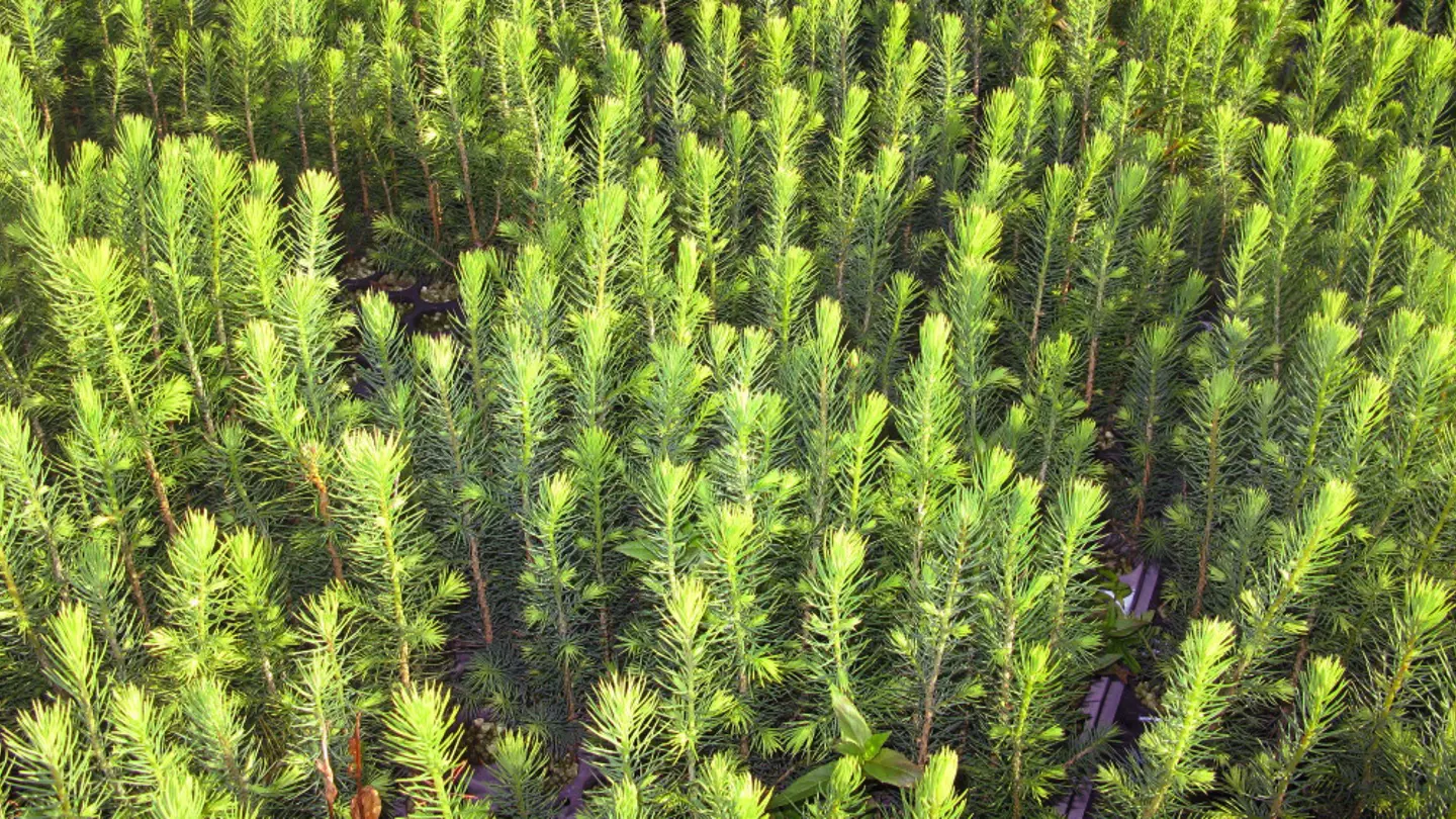 Many small plants of spruce in a seedling production.