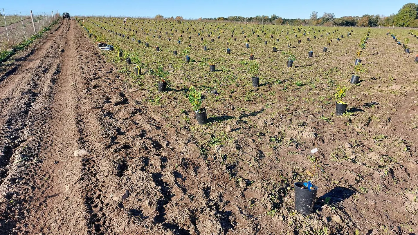 A field with long rows of tree plants.