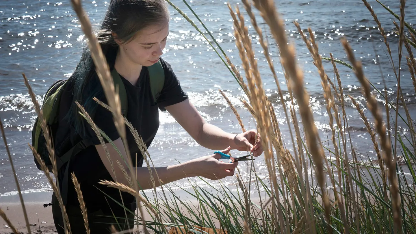 En sax klipper av ett ax, hav i bakgrunden.