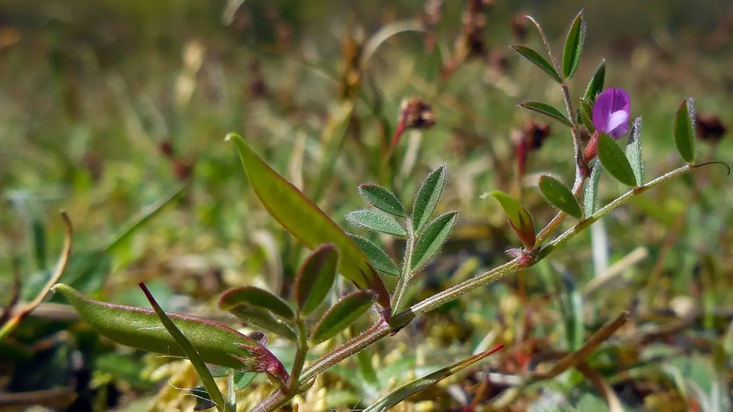 Closeup of a plant with a purple flower.