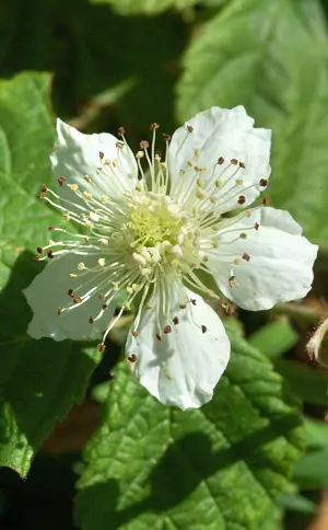 Closeup of a white flower.