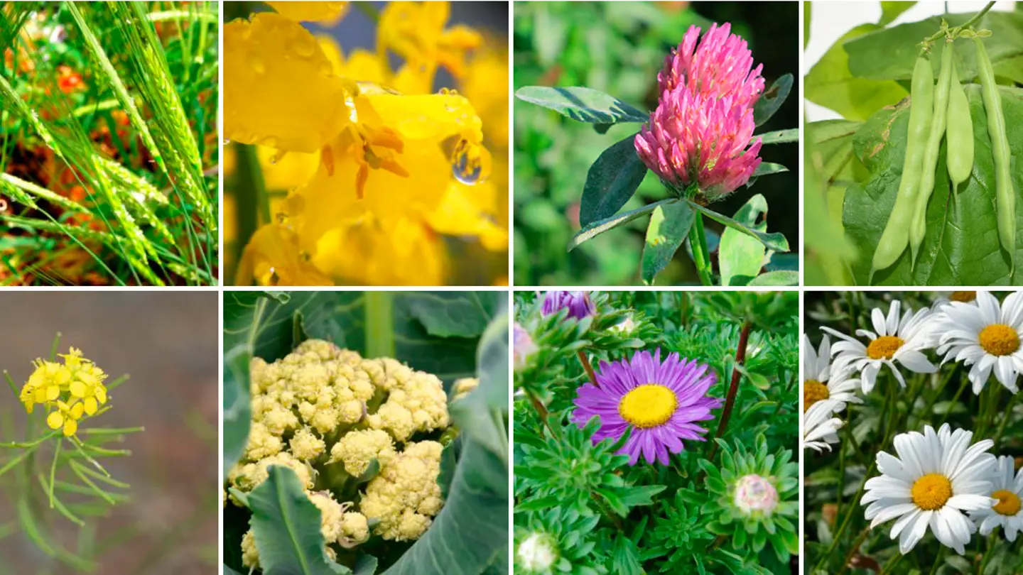 Several photos of different crops.