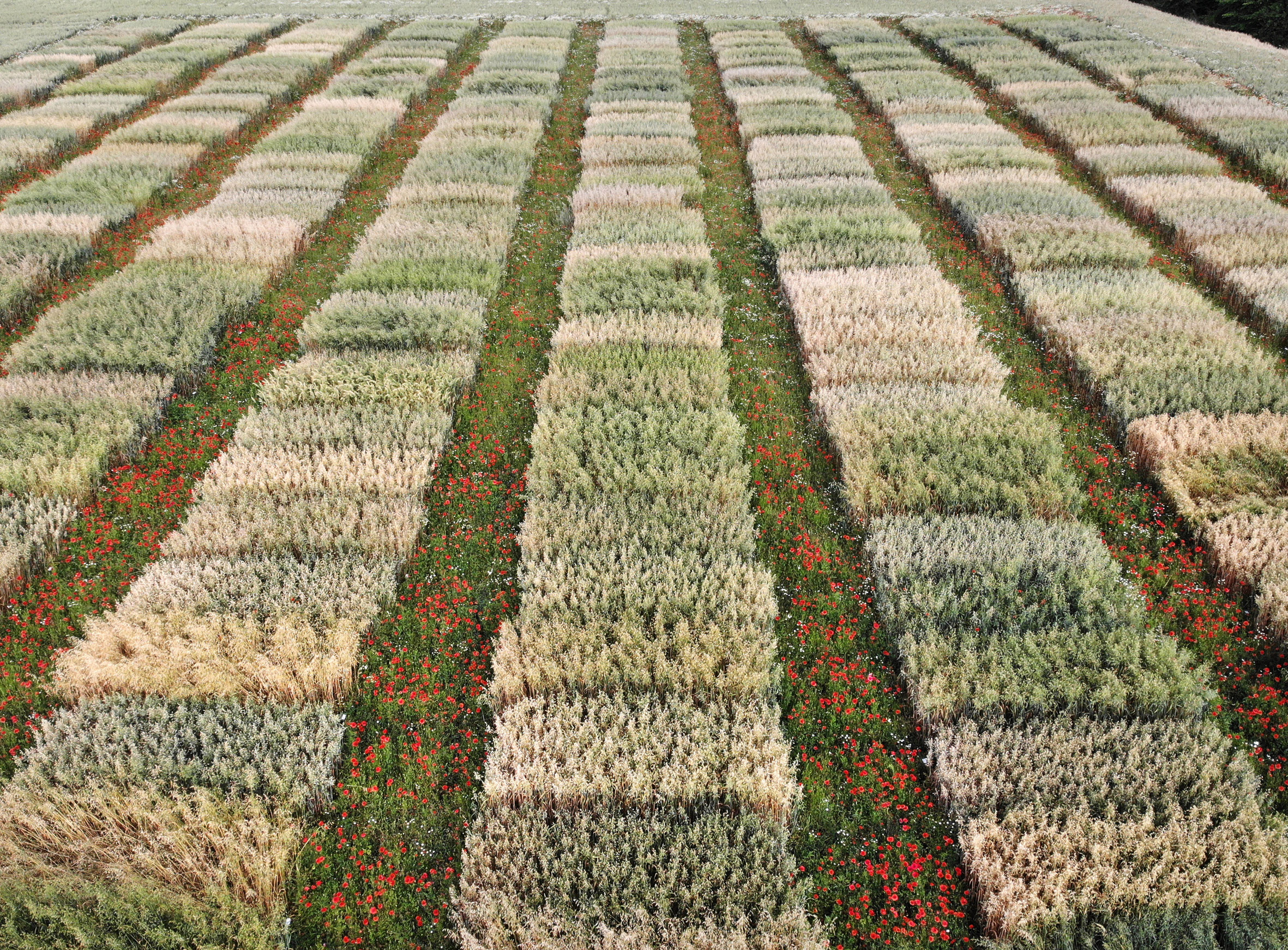 Fältodling med många olika rektanglar. 