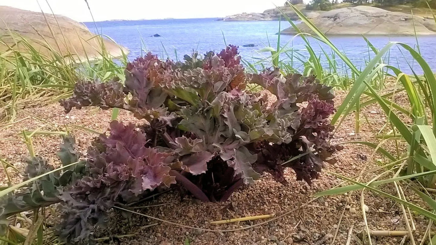 A kale plant growing by the sea shore.