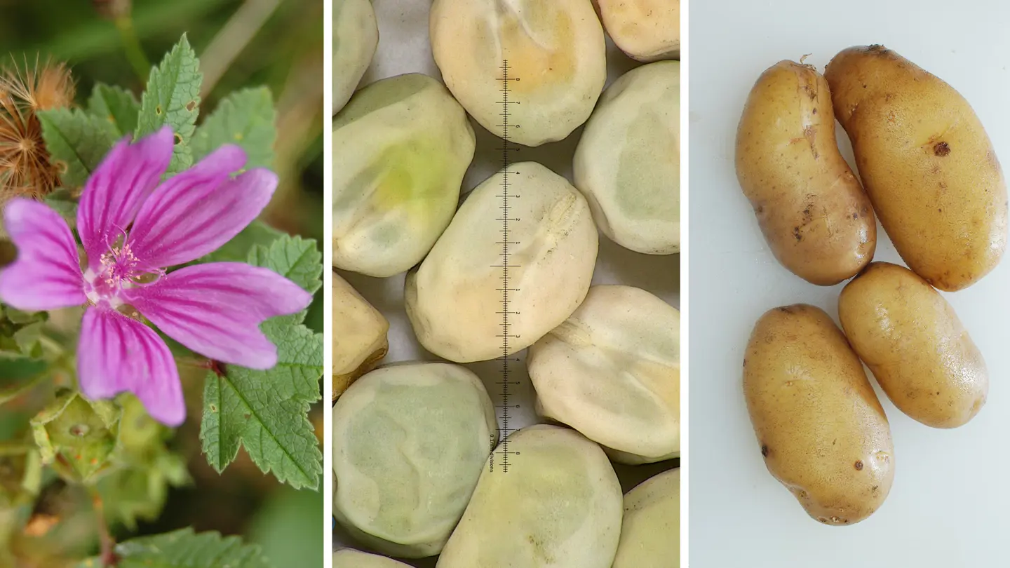 Collage of photos showing a pink flower, green peas and yellow potatoes.