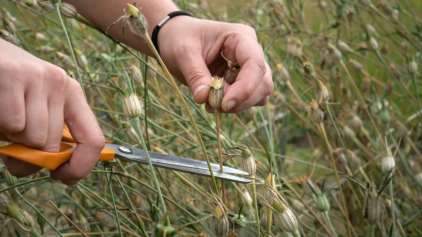A hand cuts off a dried seed pod using scissors.