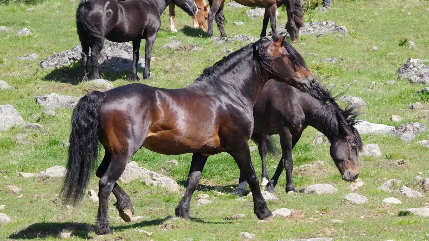 Brown horses in a field outdoors.