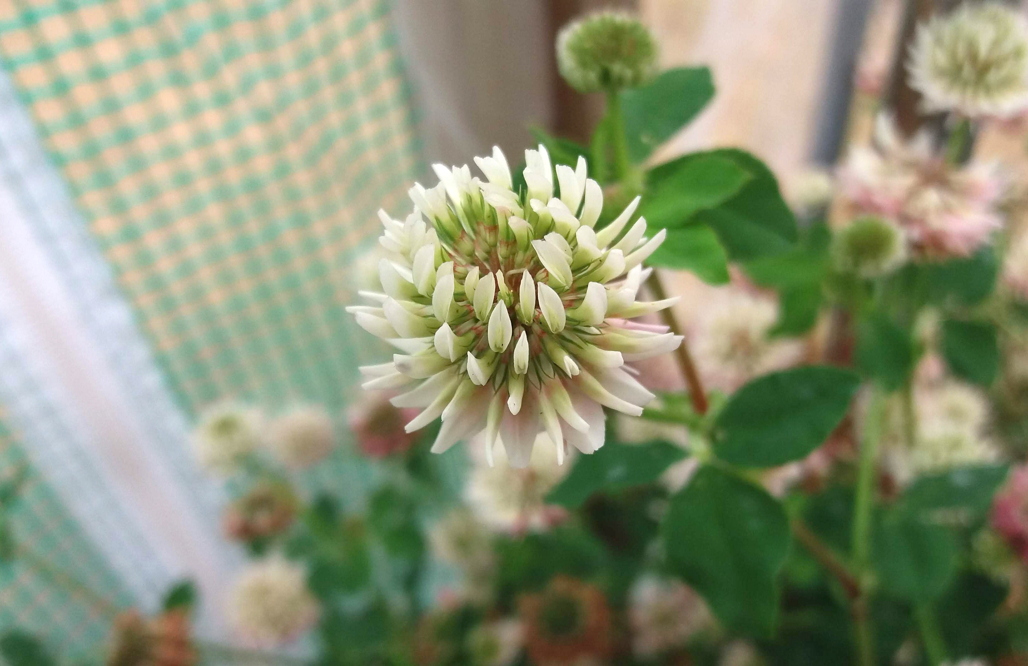 Close up of a plant with a white flower. 