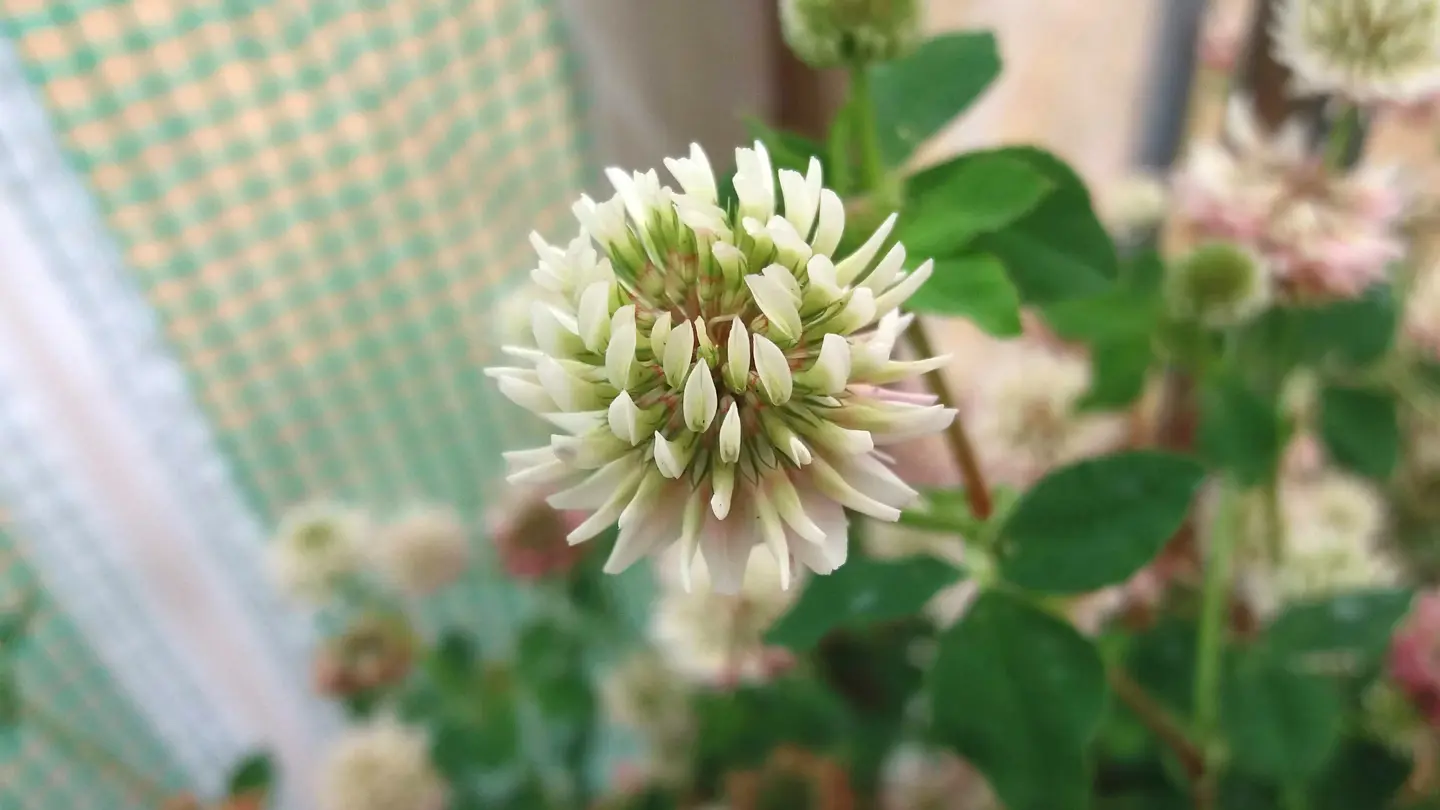 Close up of a plant with a white flower.